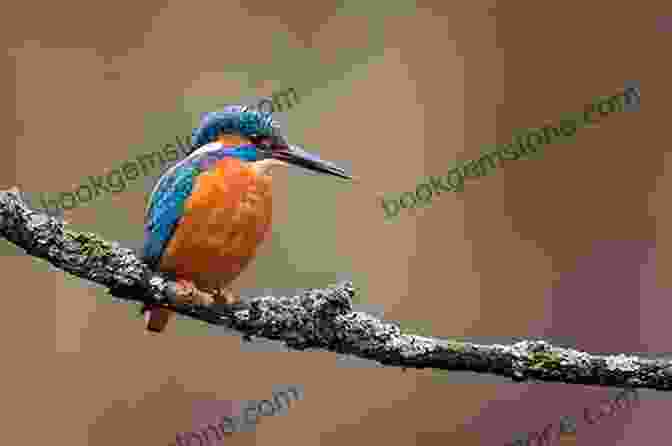 A Brightly Colored Sacred Kingfisher Perched On A Branch Birds Of The Holy Land: A Bird Guide For Pilgrims