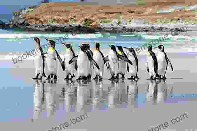 A Colony Of King Penguins At Volunteer Point In The Falkland Islands An Antarctic Journey: Falkland Islands South Georgia And Antarctic Peninsula In Pictures