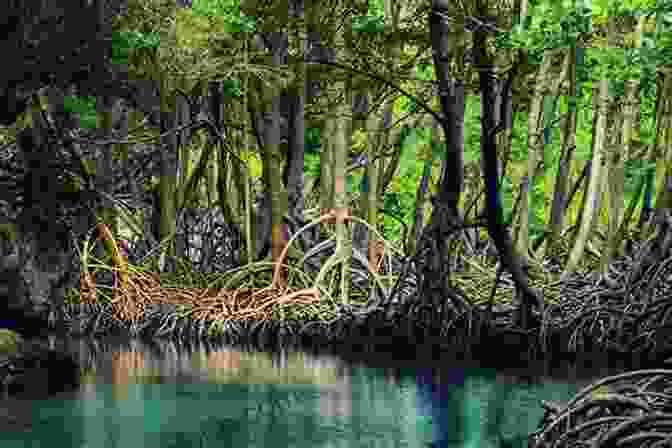 A Mesmerizing View Of The Sprawling Mangrove Coast, With Its Verdant Foliage And Intricate Root Systems The Mangrove Coast (A Doc Ford Novel 6)