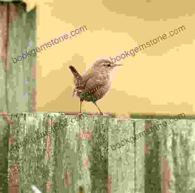 A Small, Brown Wren Perched On A Stone Wall Birds Of The Holy Land: A Bird Guide For Pilgrims