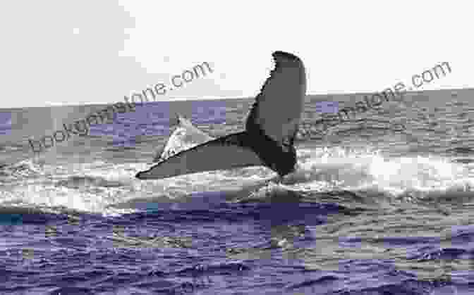 A Whaler Hauling In A Whale Whaling On Martha S Vineyard Meike Winnemuth