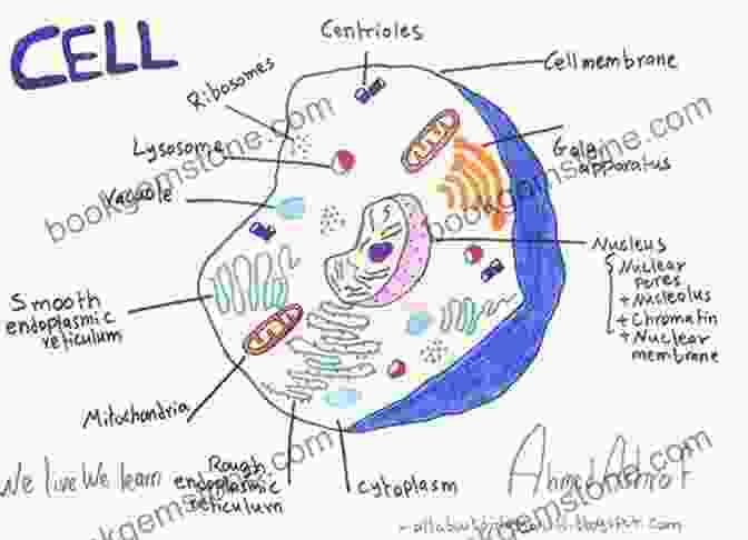 Biology Question: Diagram Of A Cell IMAT Preparation For General Knowledge