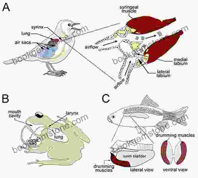 Diagram Illustrating The Specialized Adaptations Of Treefrogs For Singing, Including Vocal Sacs, Vocal Cords, And Modified Ear Structures Treefrogs Can T Sing: British Virgin Islands 1978 To 1981