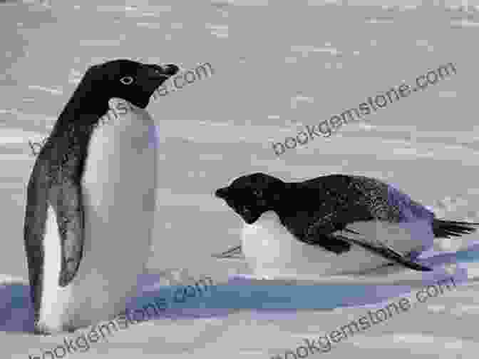 Fast Swimming Adélie Penguin Penguins: 101 Fun Facts Amazing Pictures (Featuring The World S Top 8 Penguins)