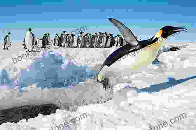 Penguin Jumping Out Of The Water Penguins: 101 Fun Facts Amazing Pictures (Featuring The World S Top 8 Penguins)