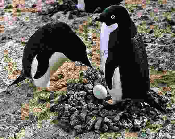 Penguin Nesting In A Protected Area Penguins: 101 Fun Facts Amazing Pictures (Featuring The World S Top 8 Penguins)