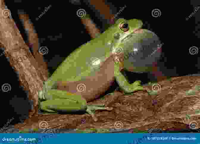 Photo Of A Male Treefrog Perched On A Leaf, Inflating Its Vocal Sac And Emitting A Loud Call Treefrogs Can T Sing: British Virgin Islands 1978 To 1981