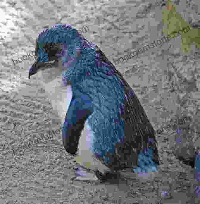 Tiny Fairy Penguin Penguins: 101 Fun Facts Amazing Pictures (Featuring The World S Top 8 Penguins)