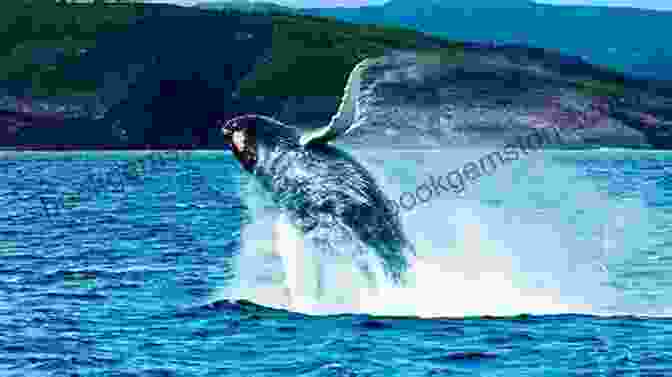 Whales In Newfoundland And Labrador Newfoundland And Labrador Of Everything